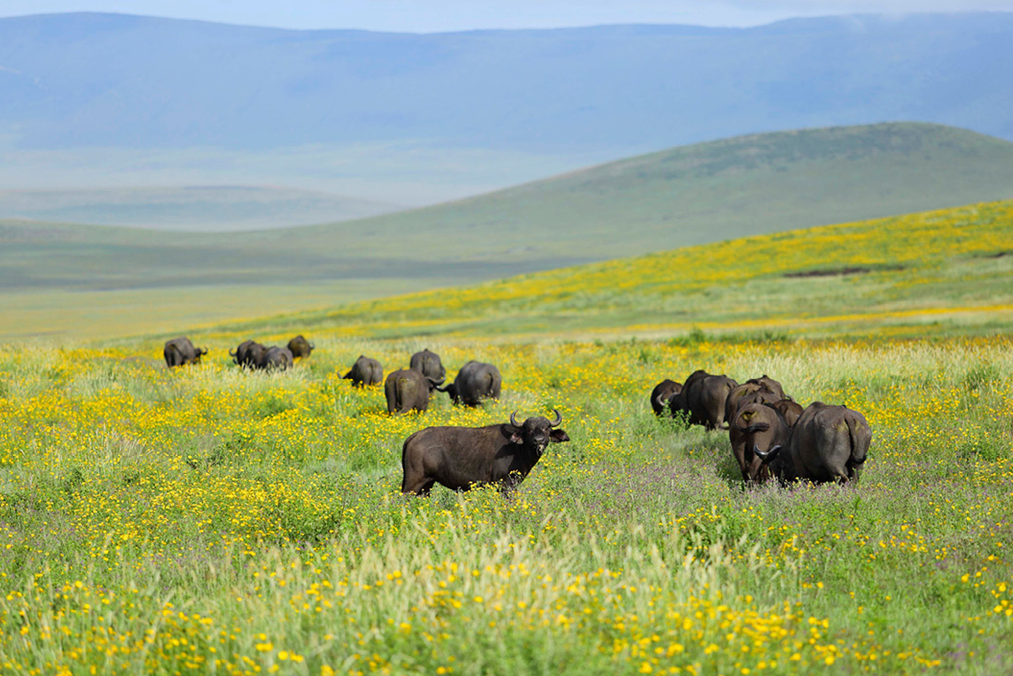 Buffalo in the Ngorongoro highlands